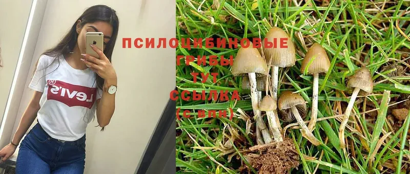 Галлюциногенные грибы Magic Shrooms  Кизилюрт 